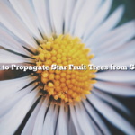 How to Propagate Star Fruit Trees from Seeds